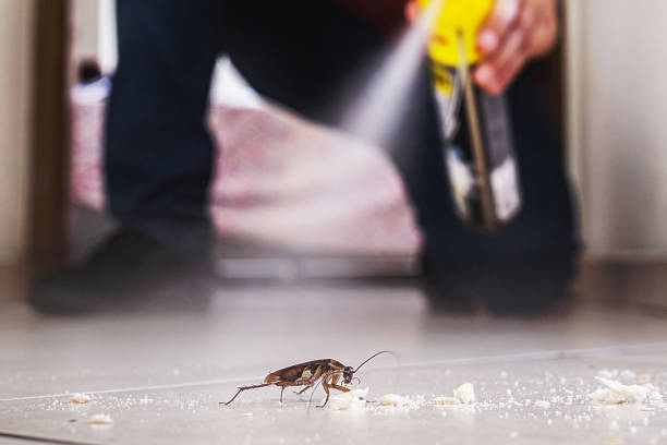 Best Flea Control Services  in Spring Lake Heights, NJ
